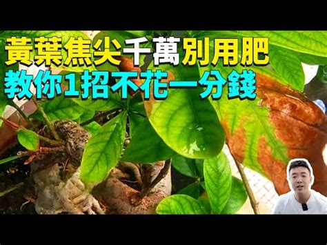 尖葉植物風水|【尖葉植物風水】尖葉植物的風水禁忌！小心這些植物阻礙你運。